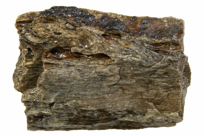 Fossil Tyrannosaur (T rex) Limb Bone Section - Wyoming #314043
